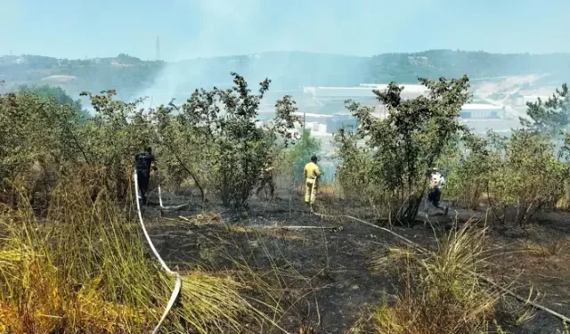 Zonguldak'ta Anız Yangını Büyümeden Söndürüldü