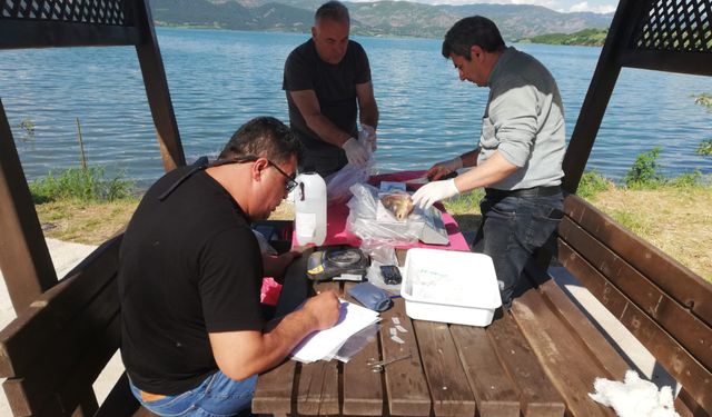 Almus Baraj Gölü’nde Sazan Balığı İçin Önemli Çalışma: Haziran Numuneleri Alındı