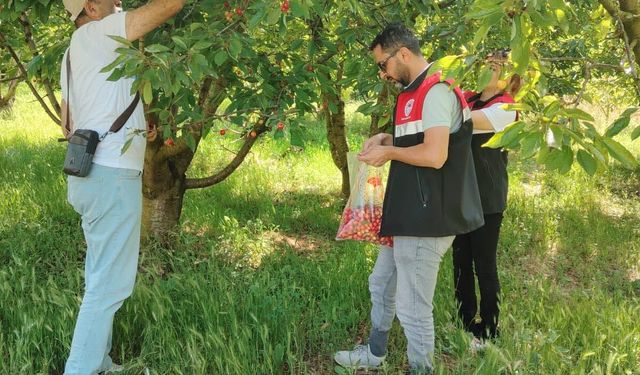 Turhal’da Güvenilir Gıda Mesaisi: Kiraz Üretimine Sıkı Denetim