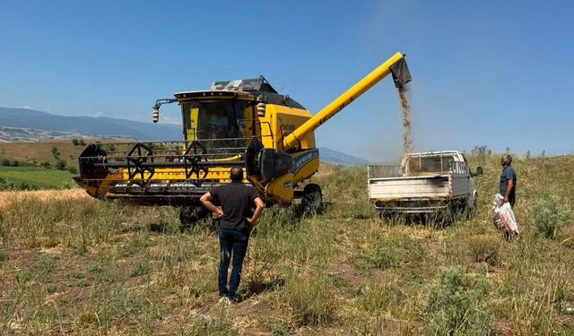 Erbaa'da Hububatta İsrafa Geçit Yok: Biçerdöver Denetimleri Sıkılaştırıldı