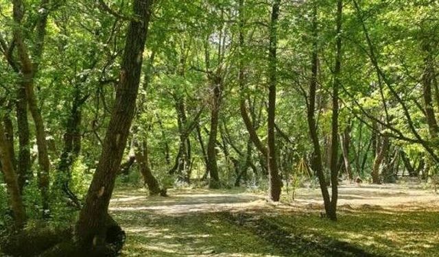 Tokat ve Çevre İllerde Ormanlara Giriş Yasaklandı: İdari ve Adli Ceza Uygulanacak!