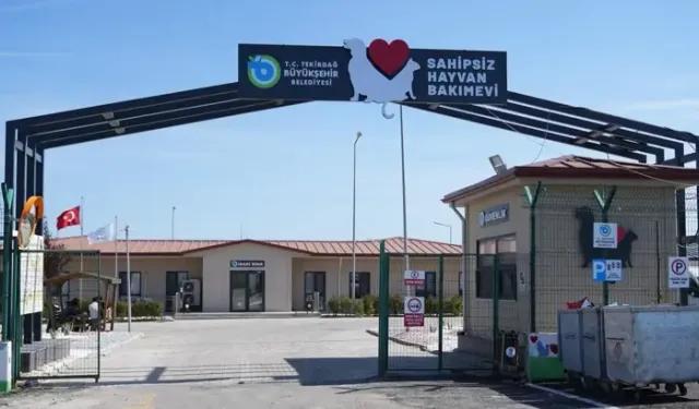 Sahipsiz 5 Bini Aşkın Hayvana Bakım Ve Tedavi Uygulandı
