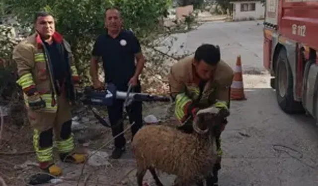 Dikenli Tellere Takılan Koyunu İtfaiye Kurtardı