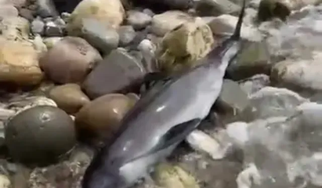 Bartın'da Ölü Yunus Kıyıya Vurdu