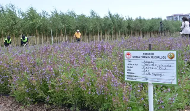 Tıbbi Ve Aromatik Bitkiler, Şifa Bahçeleri Projesi İle Yaygınlaştırılıyor