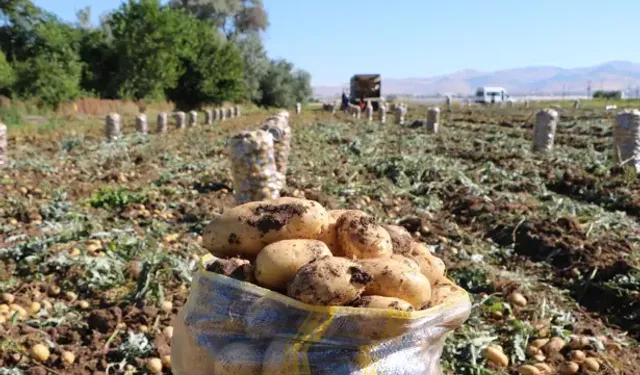 Sandıklı'da Patates Hasadı Başladı