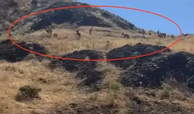 Elazığ'da Sürü Halinde Gezen Yaban Keçileri Görüntülendi