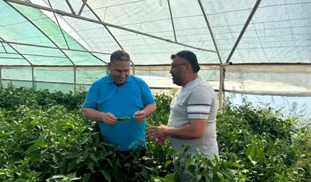 Karayılan, Coğrafi İşaretli Emcelli Biberinin Hasadını İnceledi