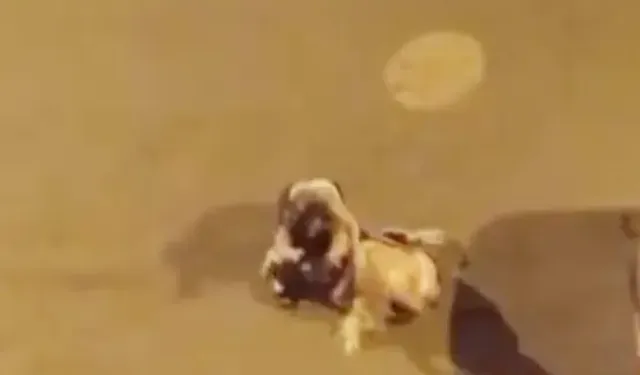 Iğdır’da Kadınlar Saç Saça Kavga Etti