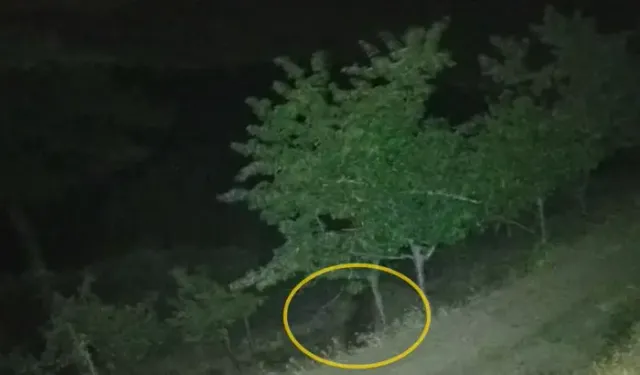Çorum'da Köye İnen Ayılar Bahçelere Zarar Verdi