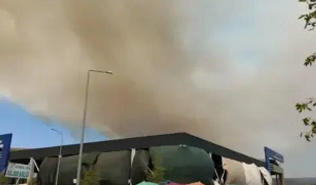 Gömeç'te Ağaçlık Alanda Yangın