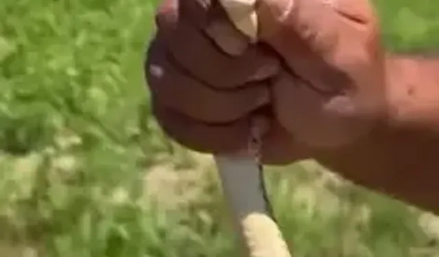 Tarlasını Sürerken Gördüğü Yılanı Zarar Görmesin Diye Elleriyle Yakalayıp Güvenli Bölgeye Bıraktı