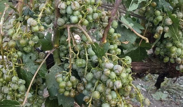 Erbaa’da Dolu Bağları Vurdu: Üzüm Üreticisine Büyük Zarar!