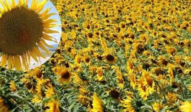 Tokat’ta Ayçiçeği Alımları Başladı!