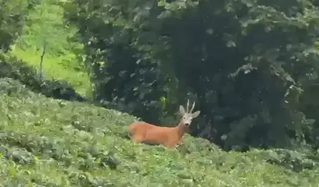Çay Bahçesinde Gezinen Karaca Kamerada
