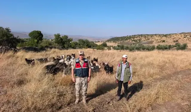 Kilis’te Kayıp Olan 50 Küçükbaş Hayvan Bulundu
