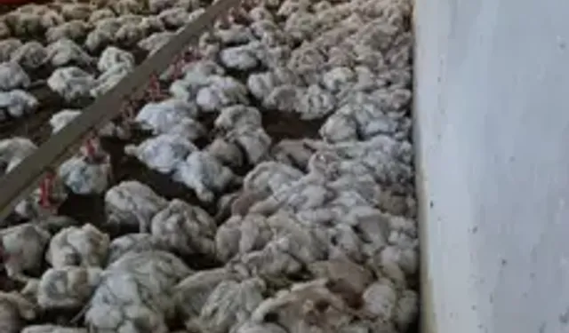 Çiftliğin Havalandırması Arızalanınca 4 Bin Tavuk Öldü