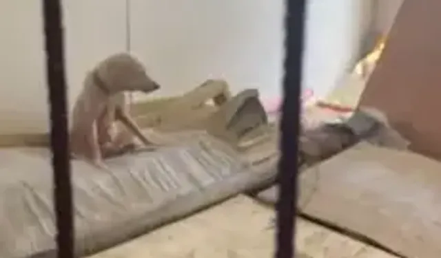 Pire İstilasına Neden Olan Hayvanların Tutulduğu Ortama Ait Görüntüler Ortaya Çıktı