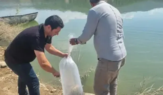 Baraj Ve Göletlere 1 Milyon 285 Bin Sazan Yavrusu Bırakıldı