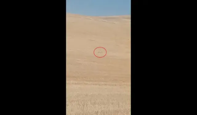 Koyun Sürüsüne Kurt Saldırdı