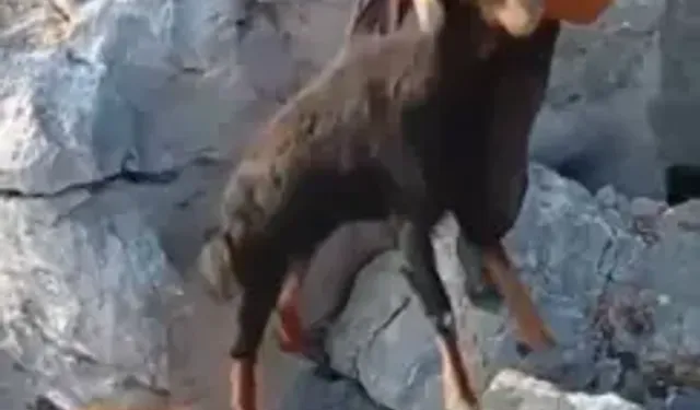 Kayalıklarda Mahsur Kalan Keçiyi Köylüler Kurtardı