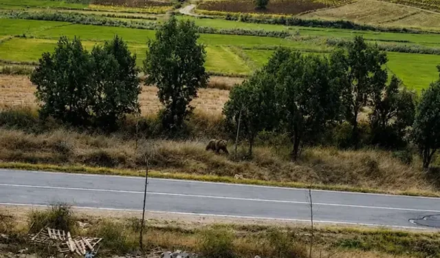 Belediye Başkanından Vatandaşlara ‘Bozayı’ Uyarısı