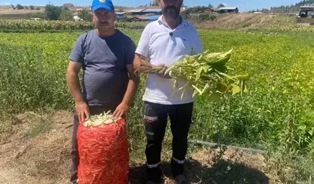 Deneme Amaçlı Ektikleri Şeker Fasulyesi Üretimi 5 Yılda Bin Dönüme Ulaştı