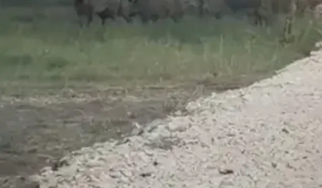 İznik Gölü Sahil Yoluna İnen Yaban Domuzu Sürüsü Kamerada