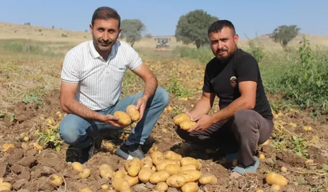 Patatesin Tarladaki Kilo Fiyatı 10, Pazar Ve Marketlerde 40 Lira