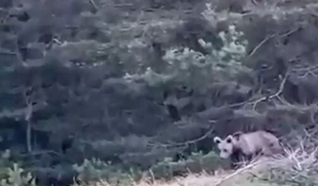 Tokat’ta Çoban, Karşılaştığı Yavru Ayıyı Görüntüledi