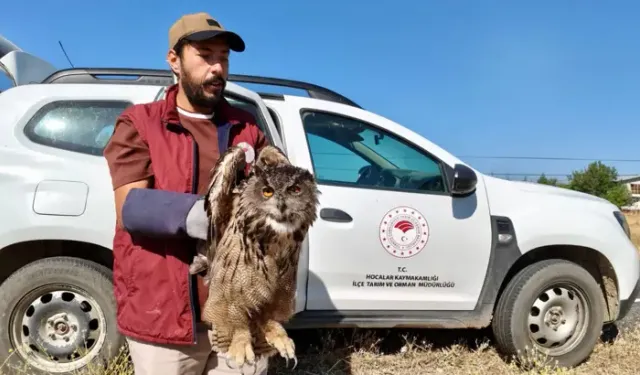 Yaralı Puhu Kuşu Korumaya Alındı