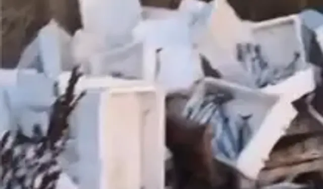 Kasalar Dolusu Bozuk Balığı Araziye Döktü; 40 Bin Lira Para Cezası Kesildi