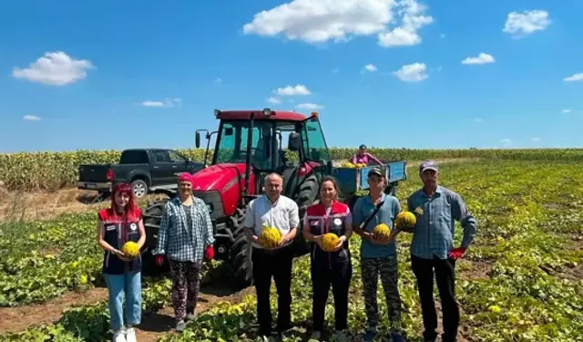 İpsala’da ‘Sultanköy Kavunu’nda Hasat Başladı