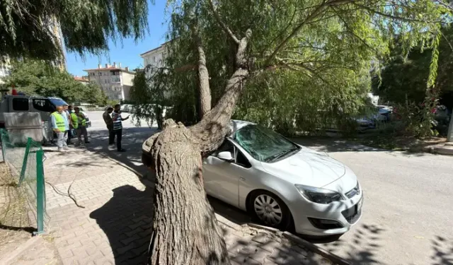 Park Halindeki Otomobilin Üzerine Ağaç Devrildi