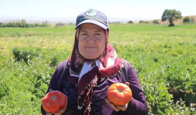 Ata Tohumundan Elde Edilen Karahıdır Domatesinde Hasat 1 Ay Geç Başladı
