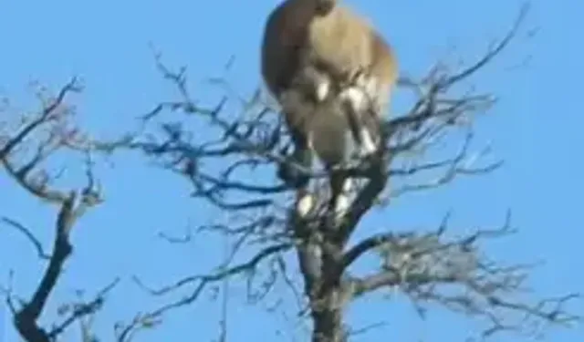 Yaban Keçisi, Ağacın Tepesinde Görüntülendi
