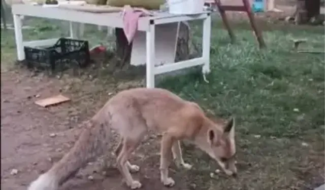 Tavuğunu Yiyen Tilkiye ‘Utanmıyor Musun?’ Diye Tepki Gösterdi
