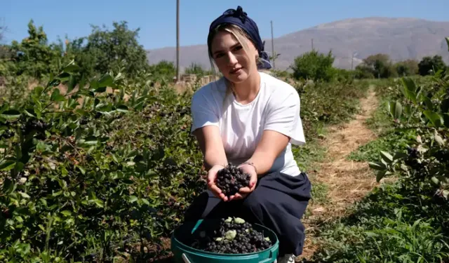 Dondurma Yerken Tanıştığı Aronya Bitkisinin Üreticisi Oldu
