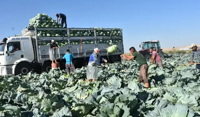 Niğde’de Beyaz Lahana Hasadı Başladı