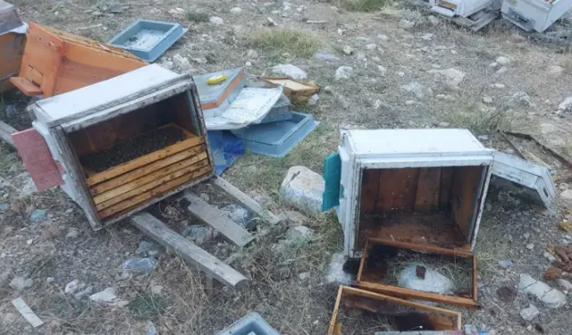 Aç Kalan Ayılar Arı Kovanlarını Parçaladı