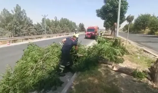 Batman’da Kuvvetli Rüzgar Ağacı Yola Devirdi