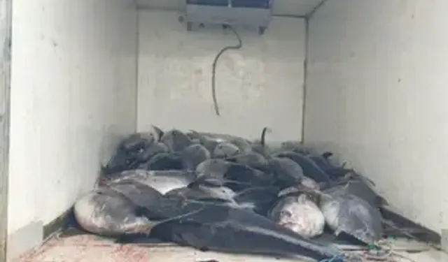 Güzelbahçe'de 3 Ton Mavi Yüzgeçli Orkinos Ele Geçirildi