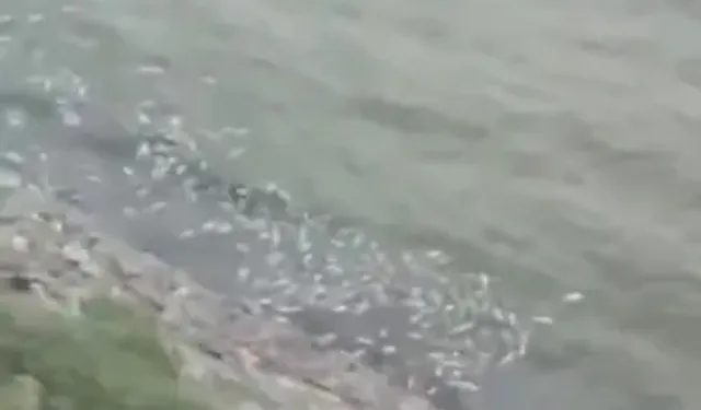 Pamukçay Barajı'nda Toplu Balık Ölümü