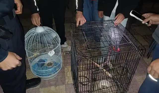 Belgesiz Afrika Gri Papağanı Satışına 30 Bin TL Ceza