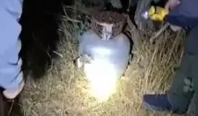 Bıldırcın Avlamak İçin Tüpün İçine Ses Düzeneği Yerleştirmişler