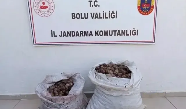 İzin Belgesiz 60 Kilo Salyangoz Ele Geçirildi