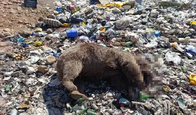 Bingöl’de 3 Bozayının Öldürülmesine İlişkin Çalışma Başlatıldı