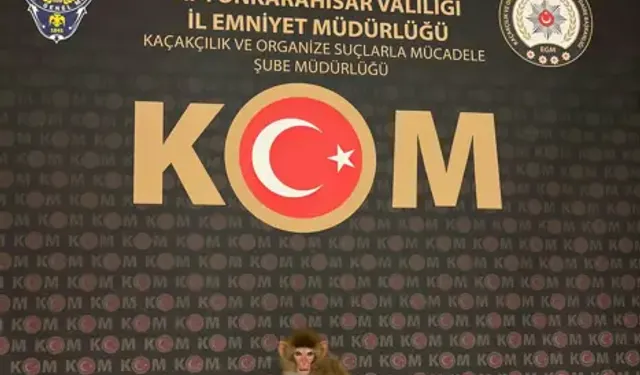 Beslenmesi Yasak Maymun Korumaya Alındı