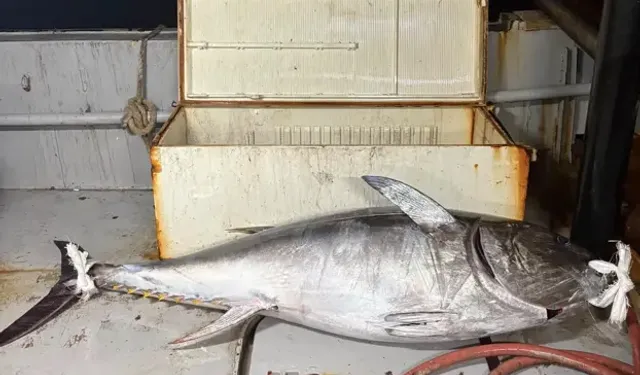Saros Körfezi'nde Oltayla 175 Kiloluk Orkinos Yakalandı