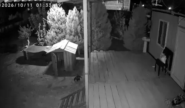 Kümese Giren Tilki, Horozu Yakalayıp Götürdü